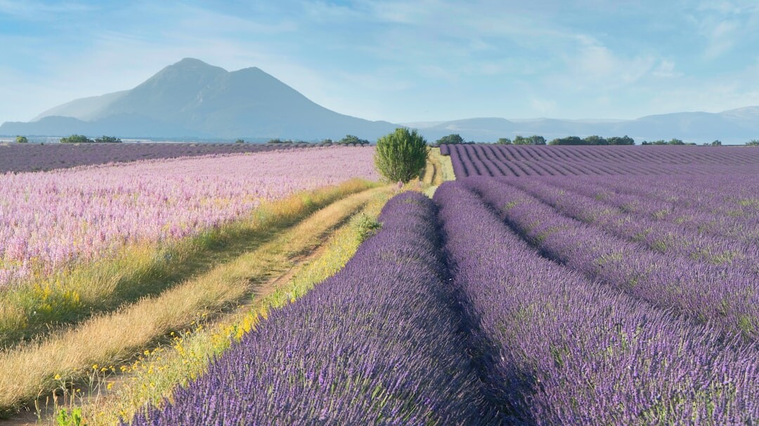provence lavender field