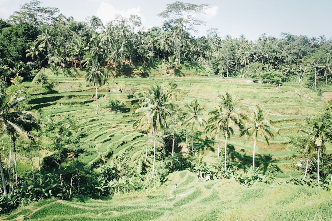 bali rice terraces